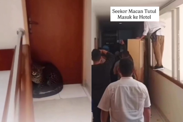 Macan Tutul di Hotel Bandung Bikin Panik, Diduga Milik Lembang Park & Zoo