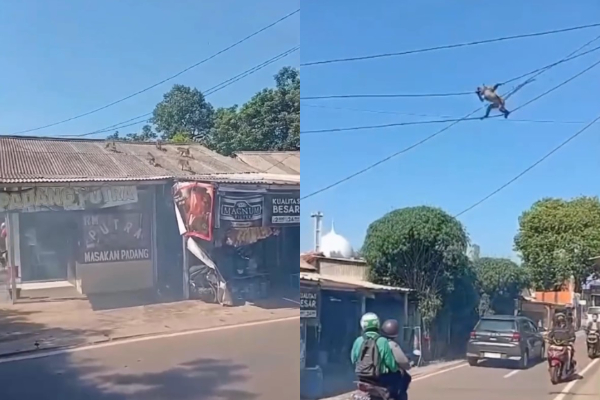 Puluhan Monyet Serang Pemukiman Warga di Serpong, Diduga Habitat Terganggu Gegara Pembangunan