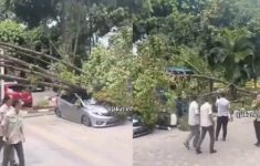 Pohon Tumbang Depan Kantor Wali Kota Jakarta Utara Timpa 3 Mobil: Atap dan Kaca Depan Rusak Parah