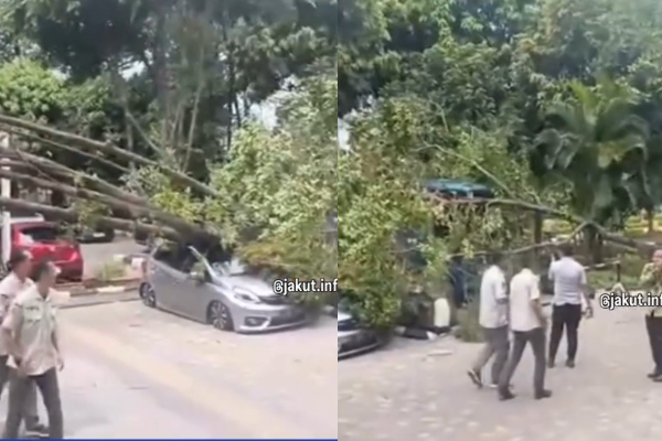 Pohon Tumbang Depan Kantor Wali Kota Jakarta Utara Timpa 3 Mobil: Atap dan Kaca Depan Rusak Parah