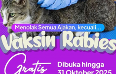 haijakarta 11