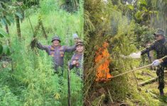 BNN Temukan Ladang Ganja di Aceh Utara Seluas 6,5 Hektare, Begini Awal Mulanya!