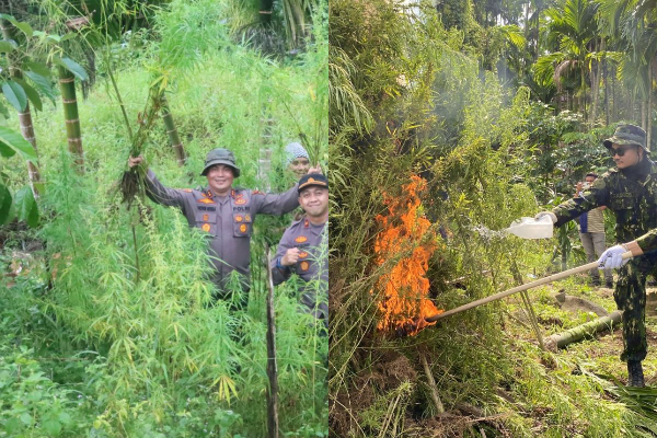 BNN Temukan Ladang Ganja di Aceh Utara Seluas 6,5 Hektare, Begini Awal Mulanya!