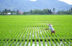 Kriteria Penerima Tanah Negara untuk Dikelola, Langsung Dapat Lahan, Cek Persyaratannya!