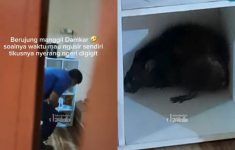Tikus Besar Serang Bocah di Bogor, Korban Panik Panggil Damkar