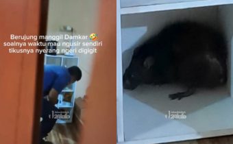 Tikus Besar Serang Bocah di Bogor, Korban Panik Panggil Damkar