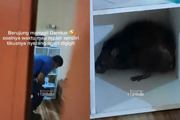 Tikus Besar Serang Bocah di Bogor, Korban Panik Panggil Damkar