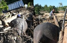 Gajah Sumatera Mati Tertimbun Material Saat Banjir di Pidie Jaya, Warga: Mungkin Terseret dari Hutan