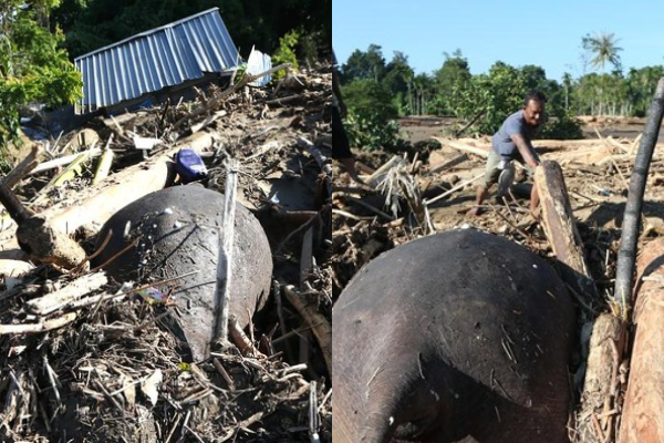 Gajah Sumatera Mati Tertimbun Material Saat Banjir di Pidie Jaya, Warga: Mungkin Terseret dari Hutan