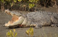 Damkar Mojokerto Simpan Buaya Muara di Kotak Besi: Makan dan Tempat Terbatas