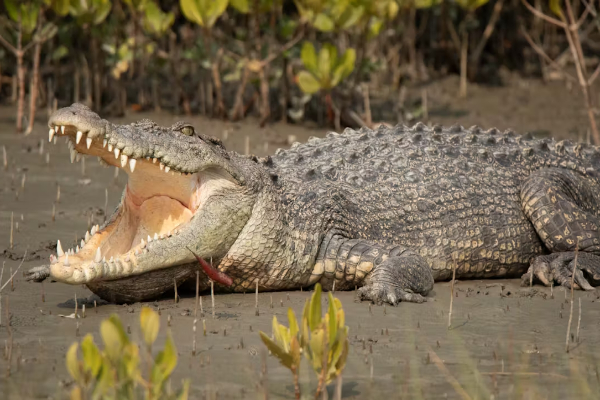 Damkar Mojokerto Simpan Buaya Muara di Kotak Besi: Makan dan Tempat Terbatas
