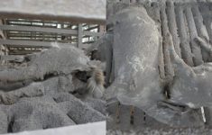 124 Ternak Mati Akibat Erupsi Gunung Semeru, Ratusan Rumah Warga Rata dengan Tanah