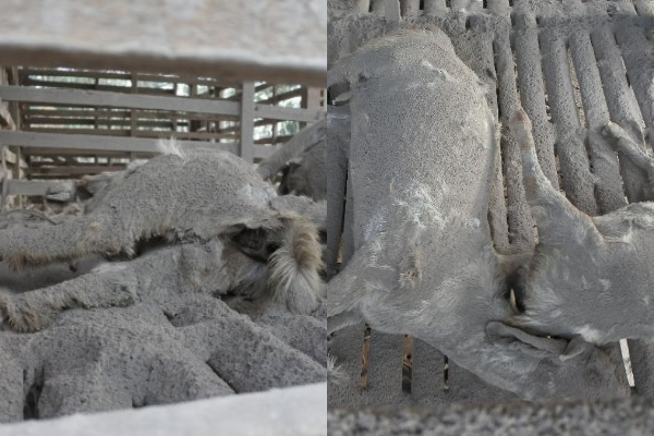 124 Ternak Mati Akibat Erupsi Gunung Semeru, Ratusan Rumah Warga Rata dengan Tanah