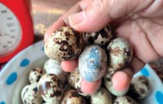 Alasan Presiden Prabowo Minta Menu MBG Jelang Nataru Diubah, Daging Sapi dan Telur Puyuh