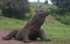 Komodo Hampiri Rumah Warga di Labuan Bajo, BBKSDA NTT Identifikasi Pemukiman dan Sekolah