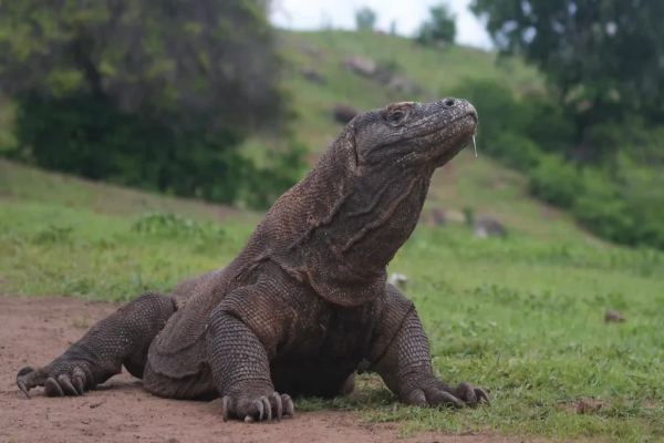 Komodo Hampiri Rumah Warga di Labuan Bajo, BBKSDA NTT Identifikasi Pemukiman dan Sekolah