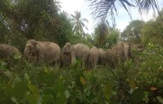 Tragis! Bocah yang Diinjak Gajah di Riau Meninggal Dunia, BBKSDA Ungkap Penyebab Satwa Liar Masuk Pemukiman