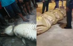 Heboh! DKPK Riau Selidiki Isi Perut Buaya Raksasa Seberat 500 Kg: Ada Pisau hingga TV Tabung