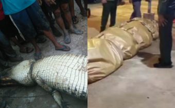 Heboh! DKPK Riau Selidiki Isi Perut Buaya Raksasa Seberat 500 Kg: Ada Pisau hingga TV Tabung