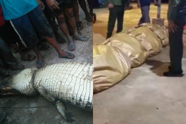 Heboh! DKPK Riau Selidiki Isi Perut Buaya Raksasa Seberat 500 Kg: Ada Pisau hingga TV Tabung