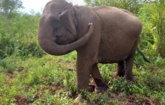 Ilustrasi gajah di Taman Nasional Tesso Nilo (TNTN). (Source: Suara)