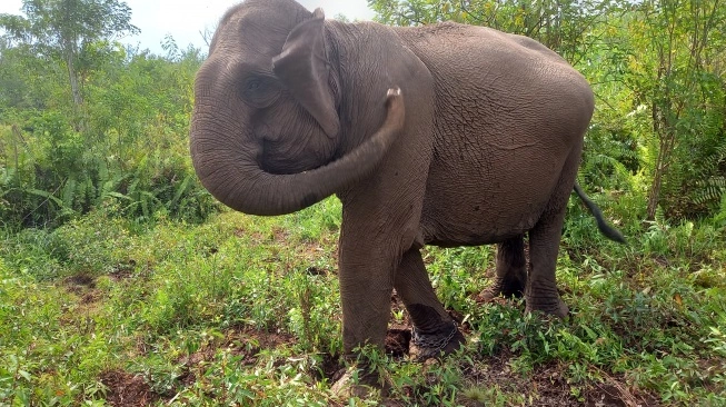 Ilustrasi gajah di Taman Nasional Tesso Nilo (TNTN). (Source: Suara)