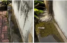 Viral video menampilkan tanggul Pantai Mutiara, Jakarta Utara mengalami rembesan pada Sabtu, 22/11/2025.