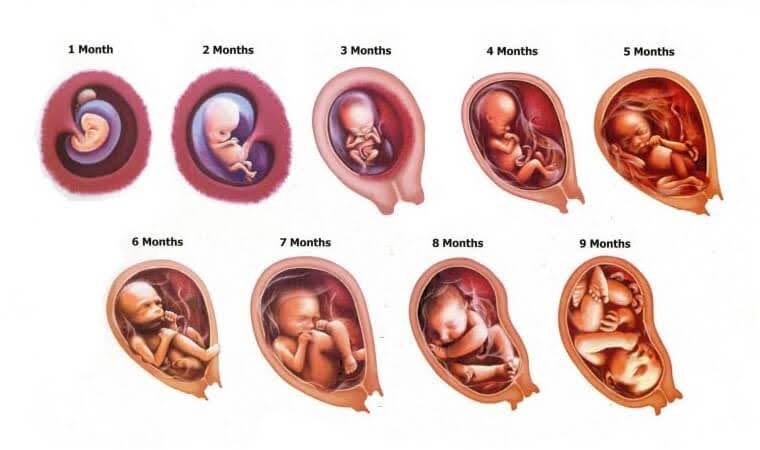 Tahap Perkembangan Janin 1-9 Bulan dalam Kandungan