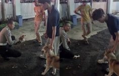 Polisi Turun Tangan! Seekor Kucing Digigit Anjing Akibat Tali Pengaman Terputus, Viral Disosial Media