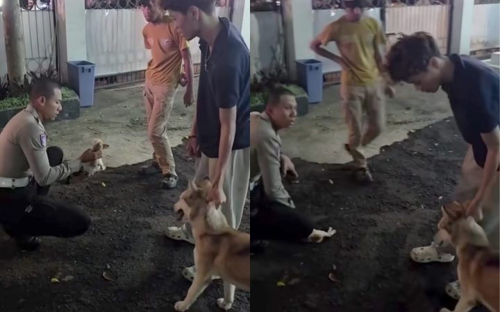 Polisi Turun Tangan! Seekor Kucing Digigit Anjing Akibat Tali Pengaman Terputus, Viral Disosial Media