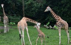 Pengunjung Turun Beri Makan Jerapah di Taman Safari Bogor, Netizen: Vibesnya Jadi Ngampung Banget