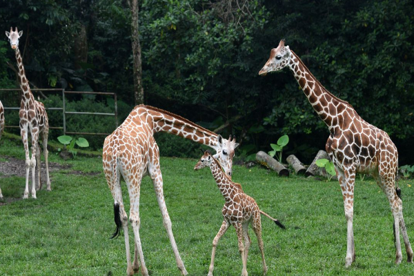 Pengunjung Turun Beri Makan Jerapah di Taman Safari Bogor, Netizen: Vibesnya Jadi Ngampung Banget