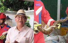 Ular Sanca di Rumah Roy Marten Makasar Jakarta Timur: Terima Kasih Damkar, Responnya Cepat Banget