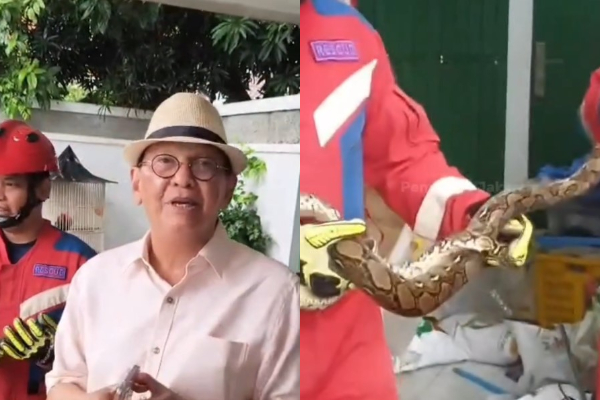 Ular Sanca di Rumah Roy Marten Makasar Jakarta Timur: Terima Kasih Damkar, Responnya Cepat Banget