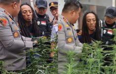 Sosok Penanam Ganja dalam Rumah Kontrakan di Jombang: Tingkahnya Aneh, Keluar Masuk Lewat Pintu Belakang