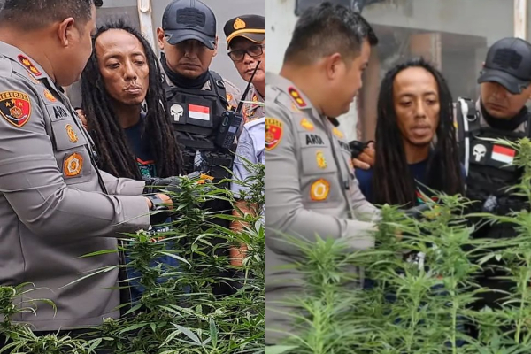 Sosok Penanam Ganja dalam Rumah Kontrakan di Jombang: Tingkahnya Aneh, Keluar Masuk Lewat Pintu Belakang