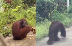 Viral! Orangutan di Pinggir Jalan Kutai Timur Bikin Heboh Pengendara, Raut Wajah Bingung