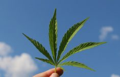 Ratusan Ganja Ditanam dalam Rumah Kontrakan di Jombang, Gunakan Pengatur Suhu Hilangkan Bau