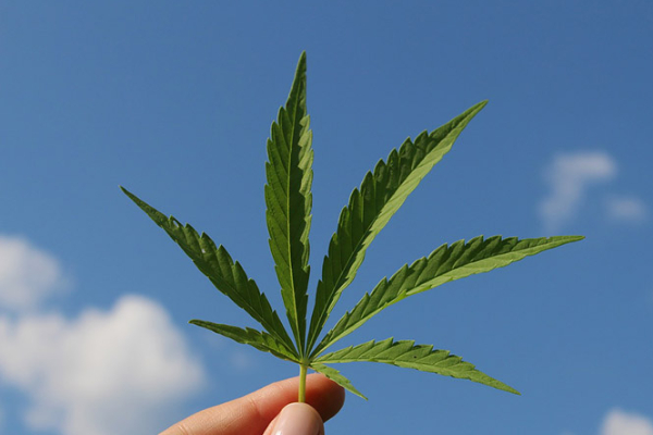 Ratusan Ganja Ditanam dalam Rumah Kontrakan di Jombang, Gunakan Pengatur Suhu Hilangkan Bau