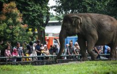 Ilustrasi Taman Margasatwa Ragunan saat liburan. (Source: Antara)