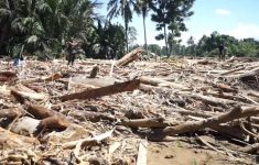 Ilustrasi batang kayu glondongan saat banjir di Aceh. (Source: iNews)