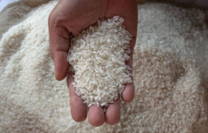 Ilustrasi beras. (Source: Antara)