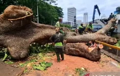 Ilustrasi pohon tumbang