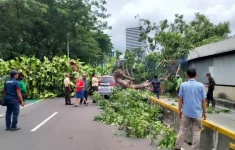 Ilustrasi pohon tumbang di Jakarta (Source: Kumparan)