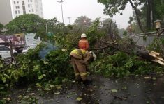 Ilustrasi pohon tumbang. (Source: Detik)