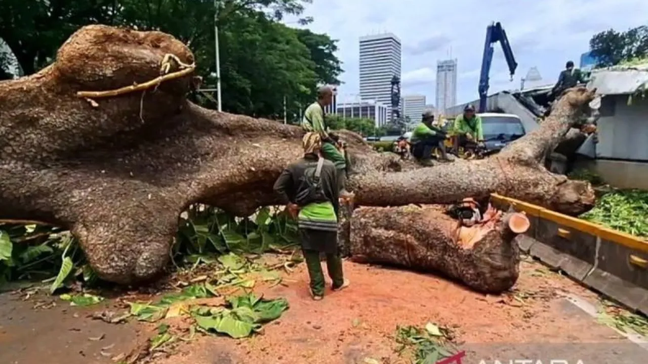 Ilustrasi pohon tumbang