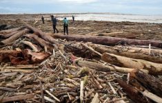 Kayu gelondongan saat banjir Sumatera. (Source: Antara)