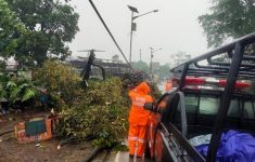 Hujan Angin Kencang Terjang Kemang Bogor, Pohon Tumbang dan Rumah Warga Rusak. (Source: BPBD Kab Bogor)