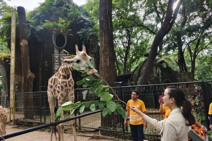 Taman Margasatwa Ragunan, Jakarta Selatan. (Source: Jakartamu)