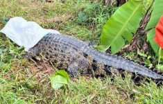Evakuasi Buaya Jumbo di Bekasi Butuh Waktu 2 Jam, Damkar Alami Kendala Bobot dan Perlawanan Hewan